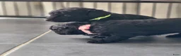 Poedel honden te koop: Poedel/Middenslag pups - Advertentie 1