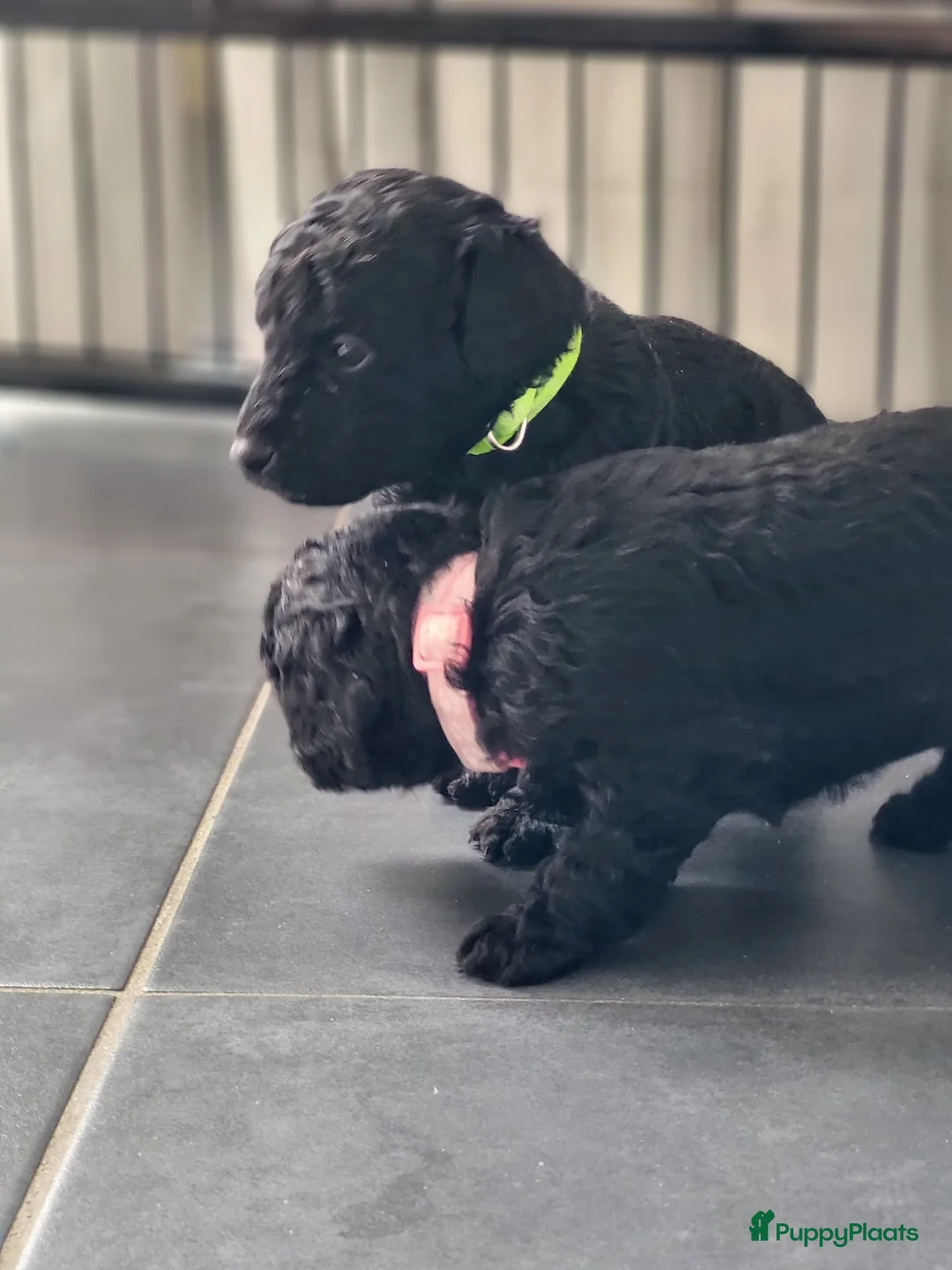 Poedel honden te koop: Poedel/Middenslag pups - Advertentie 1