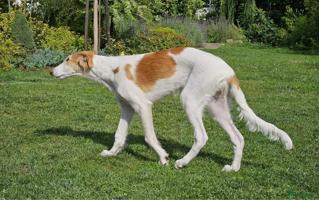 Barsoi honden te koop: AZALIA, Borzoi-teef uit FCI-kennel zoekt thuis - Advertentie 2