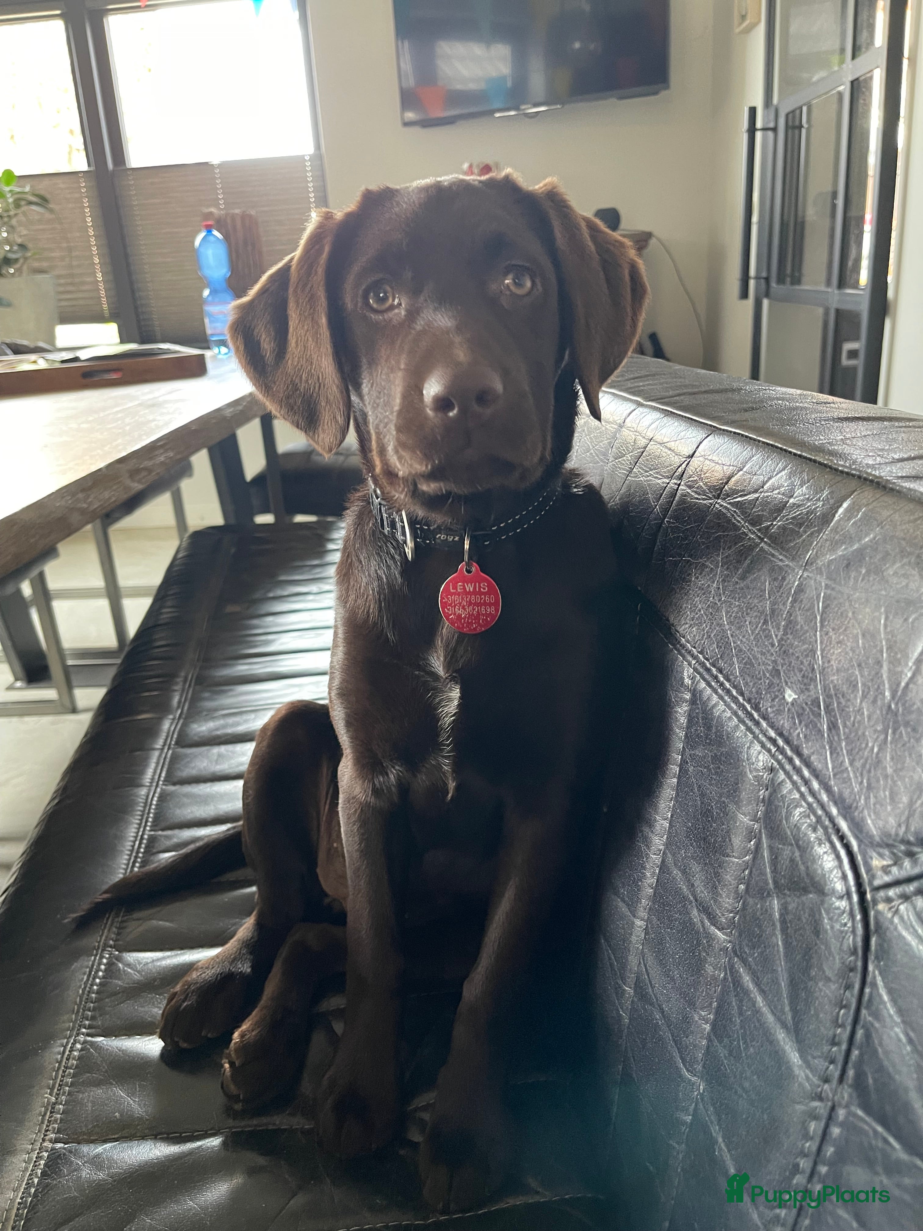 Kruising honden Labrador (kruising) puppy's te koop - Advertentie 1