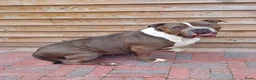 Amerikaanse Bully honden te koop: Amerikaanse bully xl  - Advertentie 3