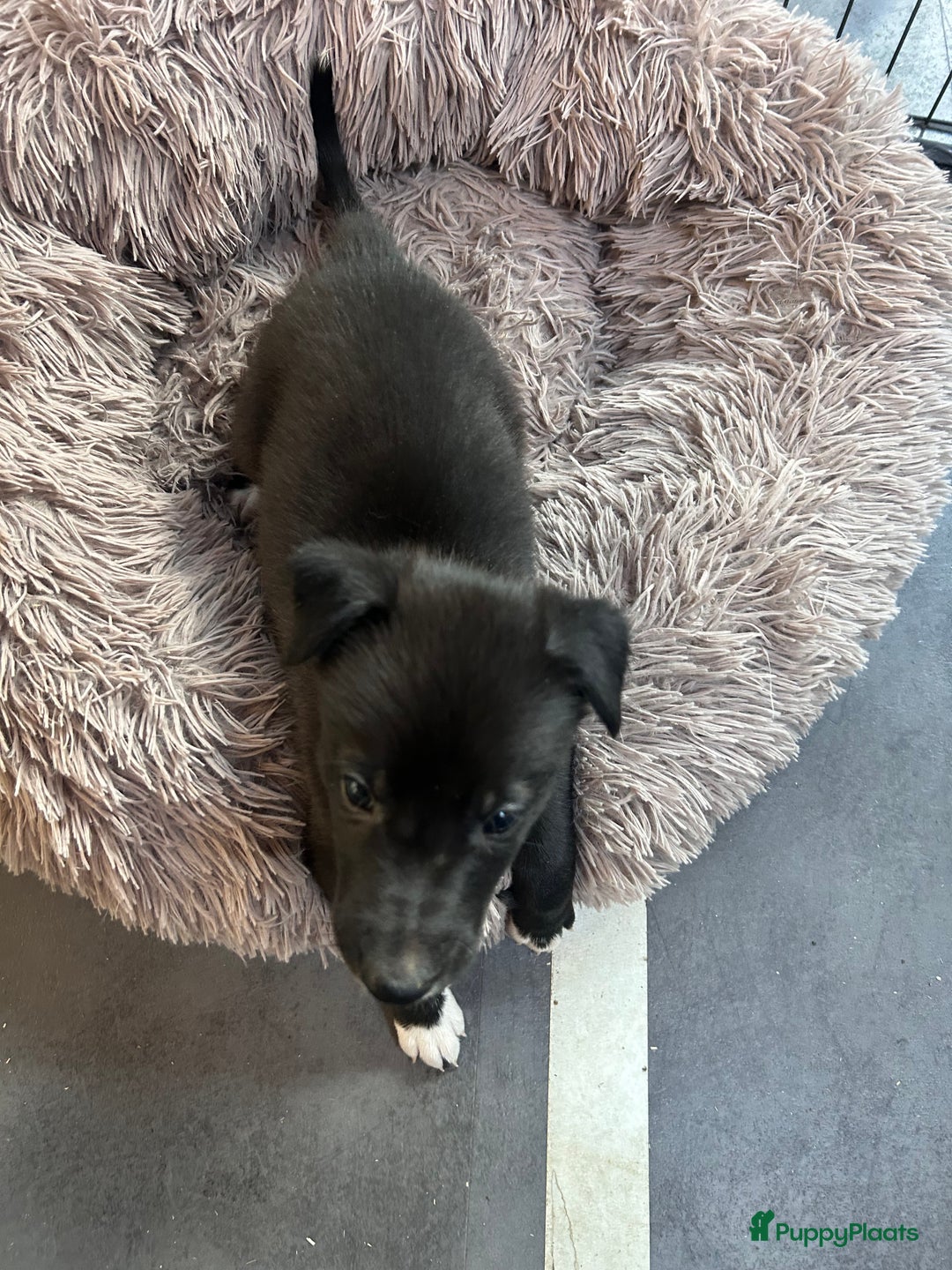 Kruising honden te koop: Sport F1 Borderwhippet pups bordercollie x whippet - Advertentie 3