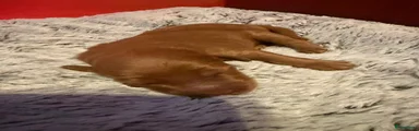 Australian Labradoodle 7