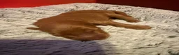 Australian Labradoodle honden te koop: Te koop Australian Labradoodle - Advertentie 3