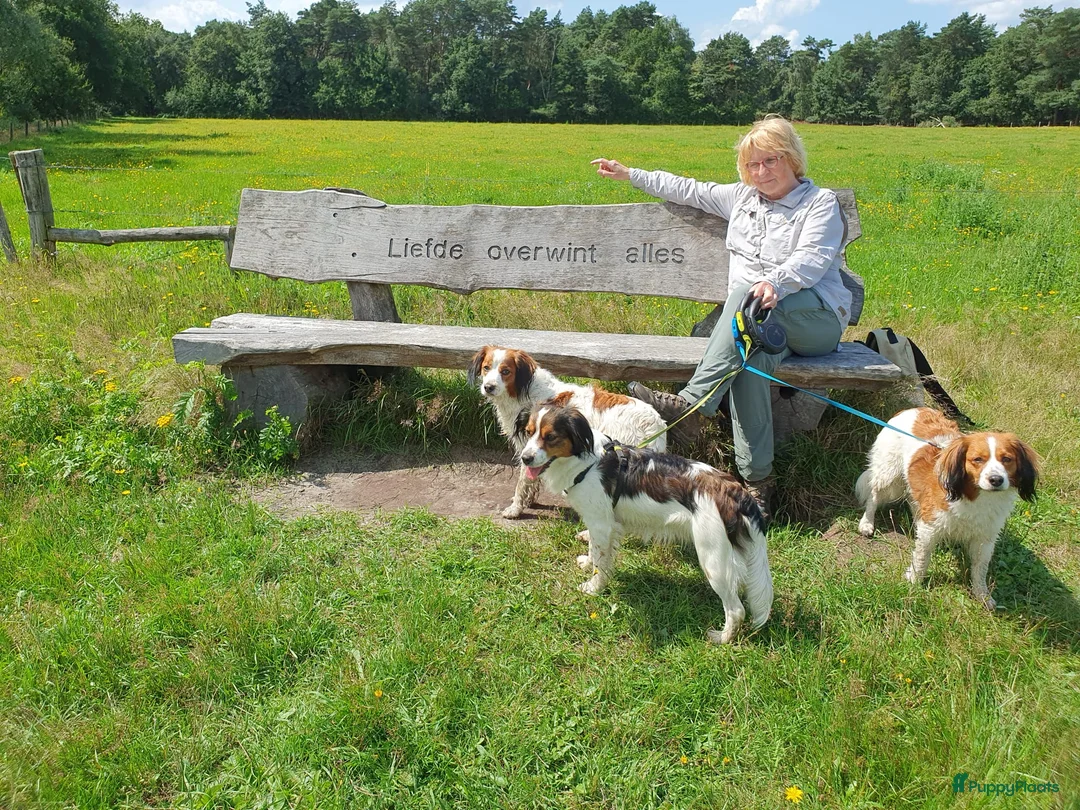 Kooikerhondje honden te koop: kooikerpups verwacht in Udenhout - Advertentie 2
