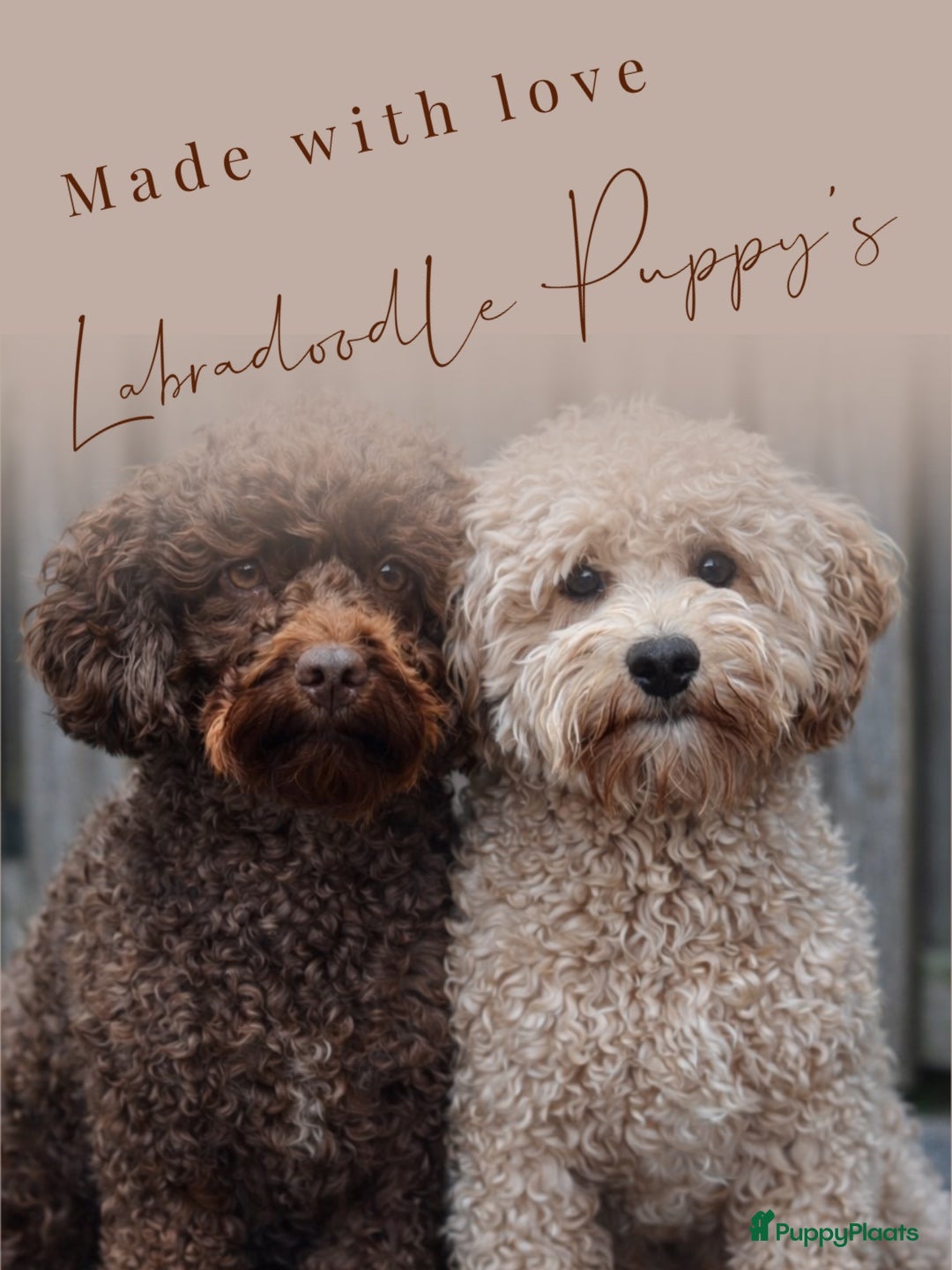 Labradoodle honden te koop: Labradoodle pups - Advertentie 2