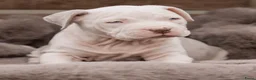 Amerikaanse Bully honden ter dekking: American Bully XL dekreu  - Advertentie 13