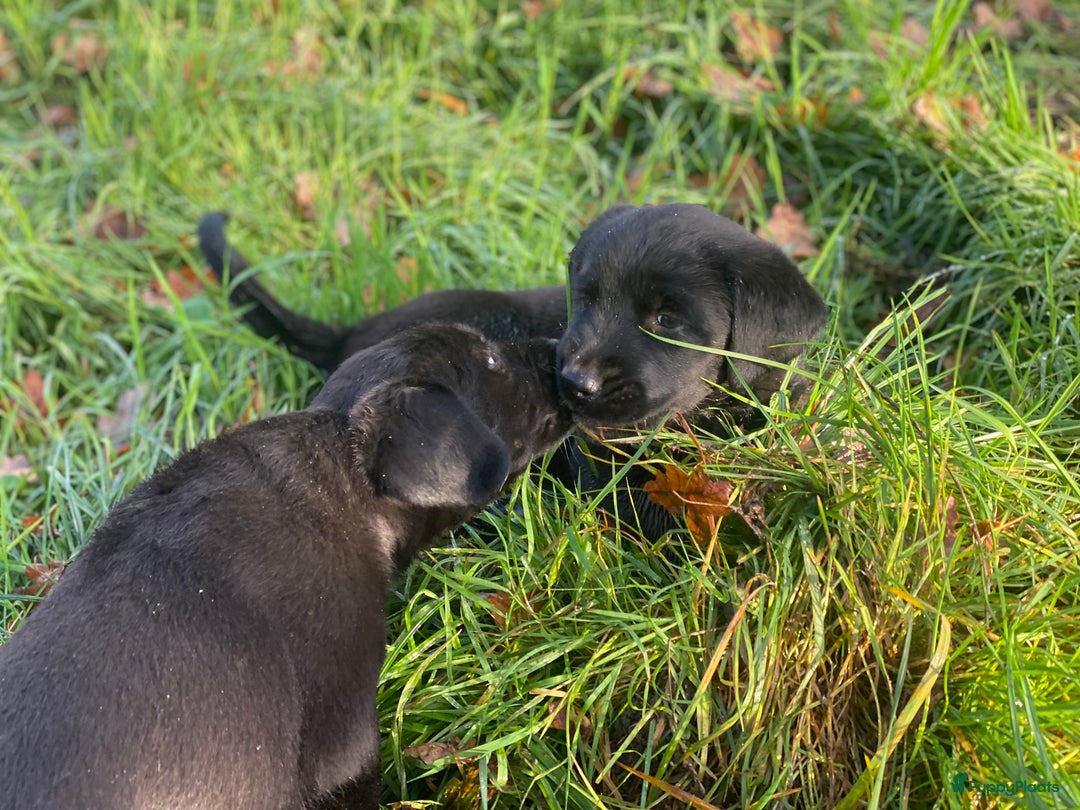 Kruising honden te koop: Kruising boxer retriever pup teefje - Advertentie 4