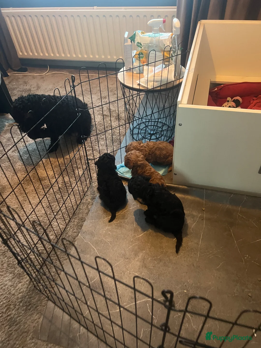 Kruising honden te koop: Toy poedel pups - Advertentie 10