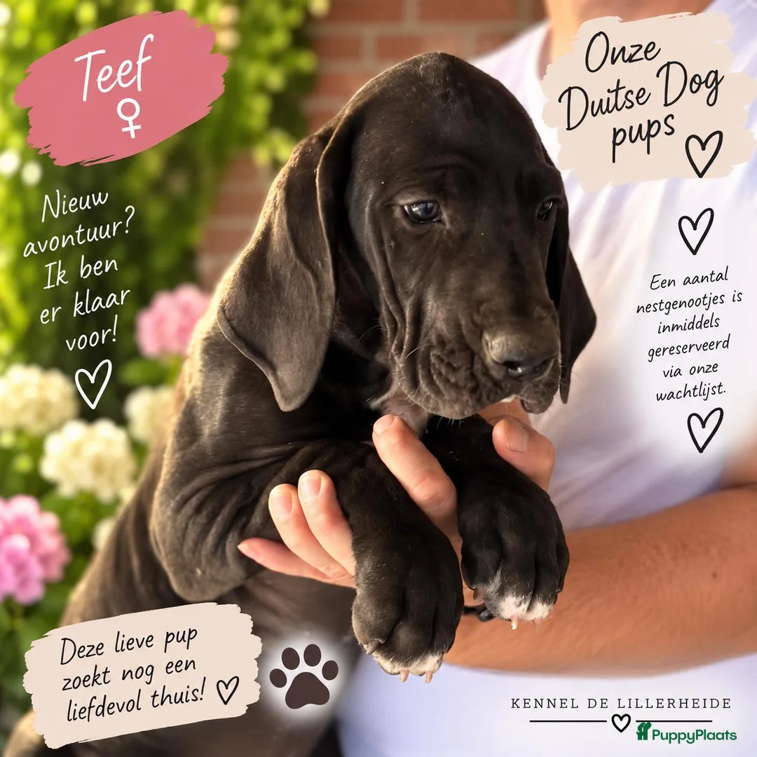 Duitse Dog honden te koop: Prachtige Duitse Dog pups zoeken een thuis - Advertentie 2