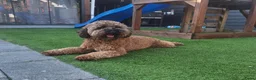 Kruising honden te koop: Prachtige mini/medium Australian labradoodle pups - Advertentie 12