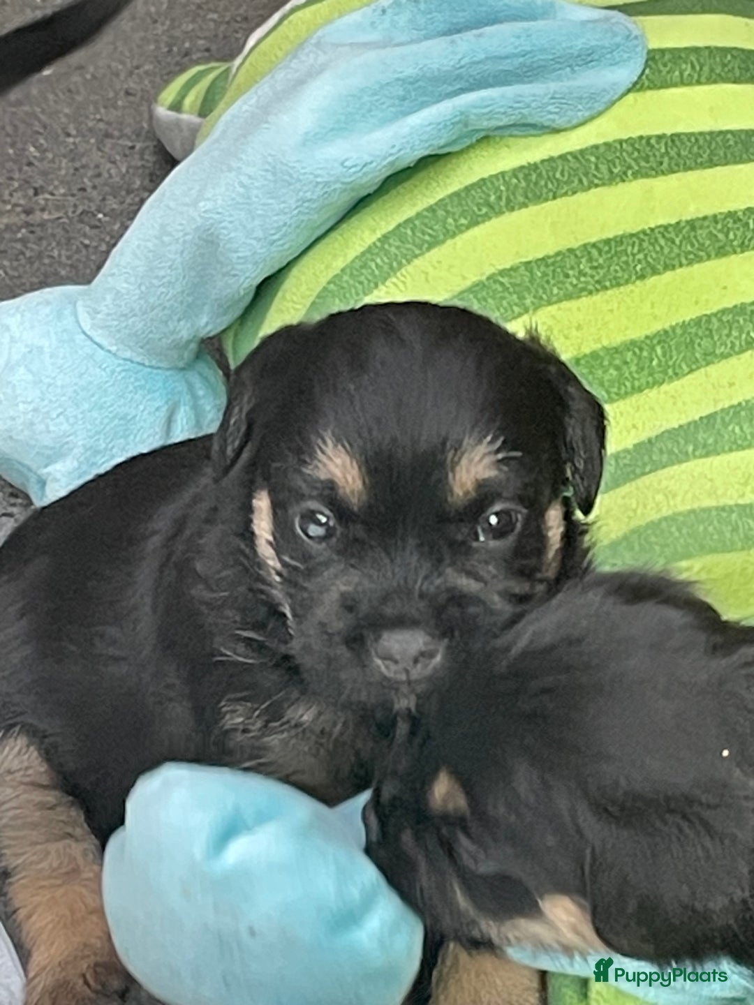 Border Terriër honden te koop: Border Terriër pups te koop - Afbeelding 13