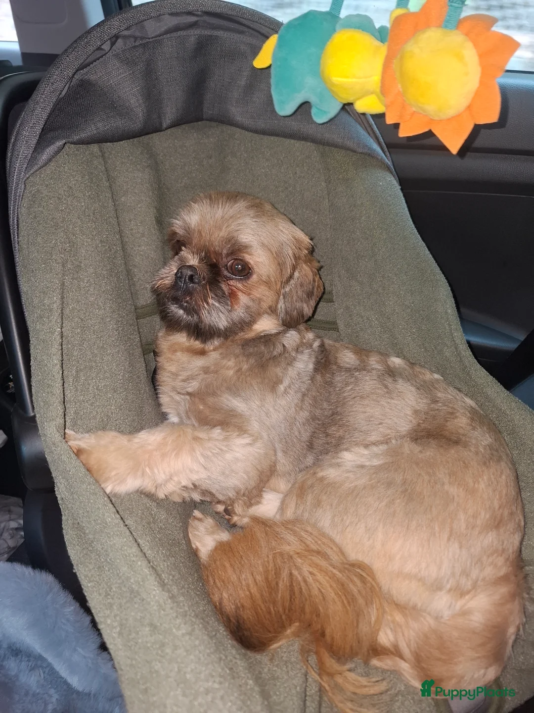 Boomer honden te koop: boomer reutje zoekt forever home - Advertentie 5