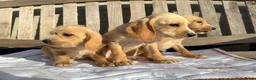 Cockapoo honden te koop: Super leuke cockapoo pups  in Meijel - Advertentie 4