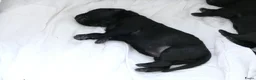Hollandse Herder honden te koop: Te koop: Hollandse herderpups in Hoek - Advertentie 8