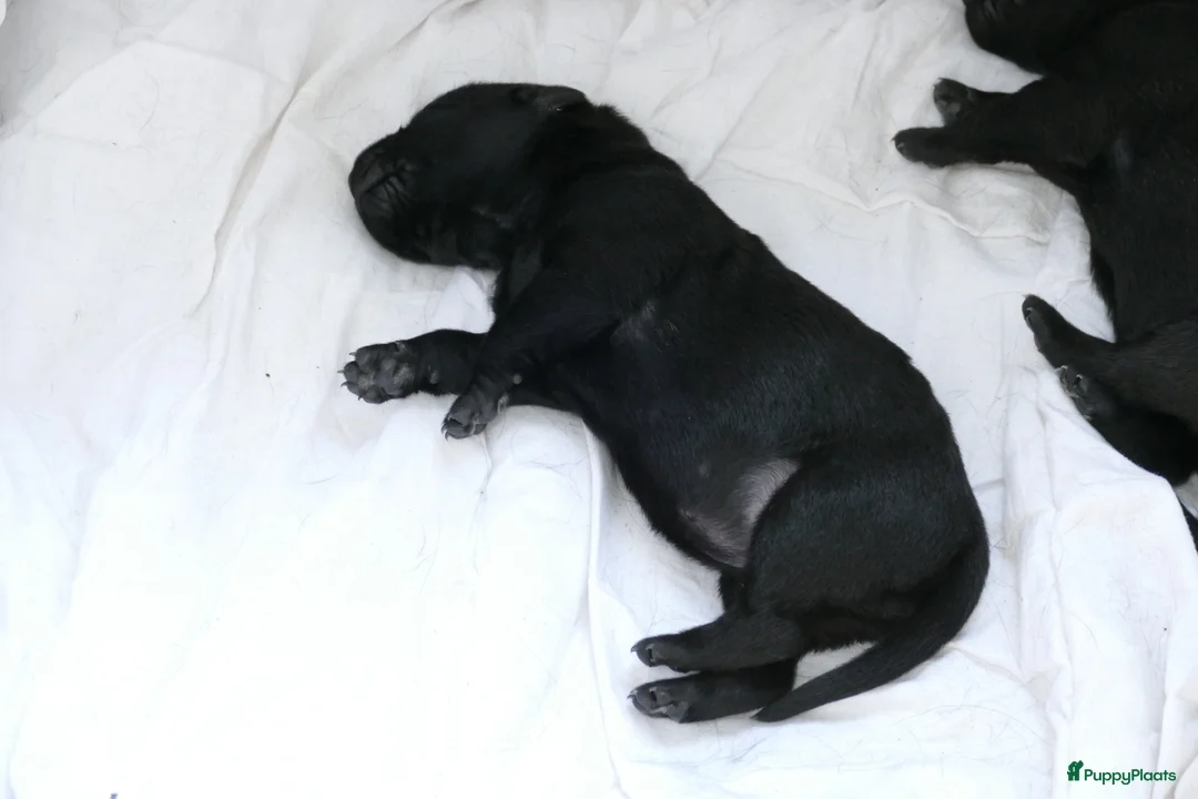 Hollandse Herder honden te koop: Te koop: Hollandse herderpups in Hoek - Advertentie 8