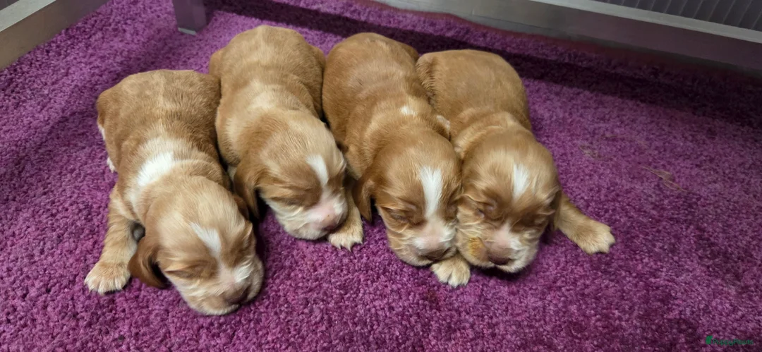 Engelse Cocker Spaniel honden te koop: Engelse Cockerspaniel pups met Stamboom  - Advertentie 20