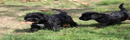 Cockapoo honden te koop: Cockapoo pups - Advertentie 16