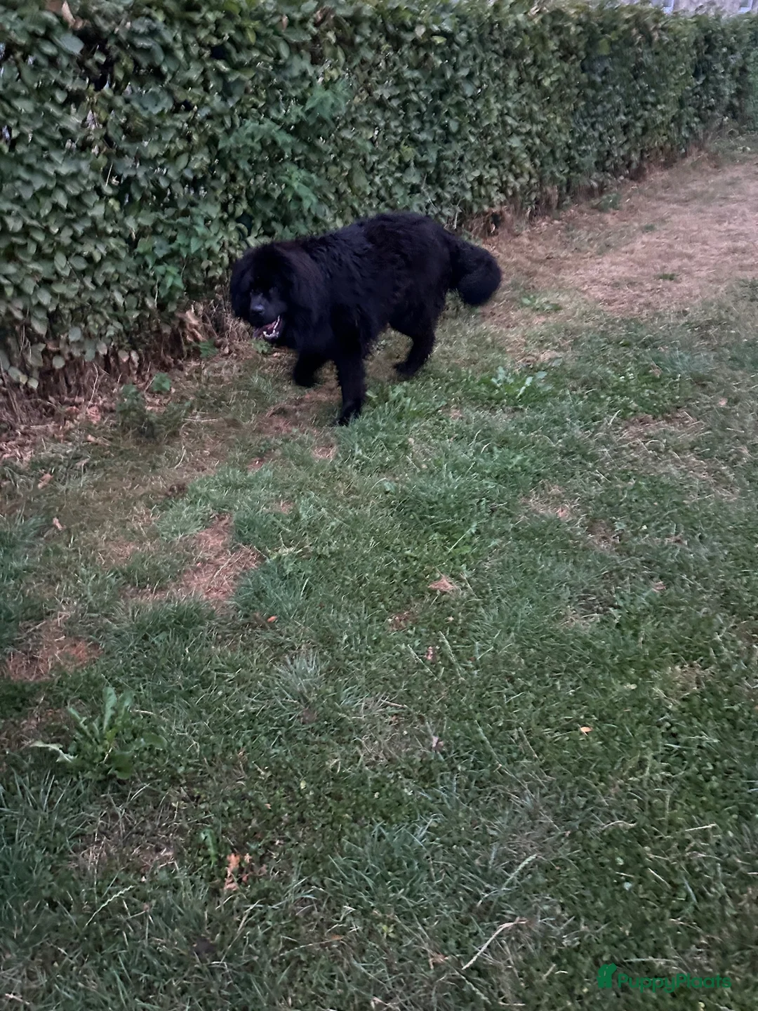 Newfoundlander honden te koop: New foundlander teef - Advertentie 3
