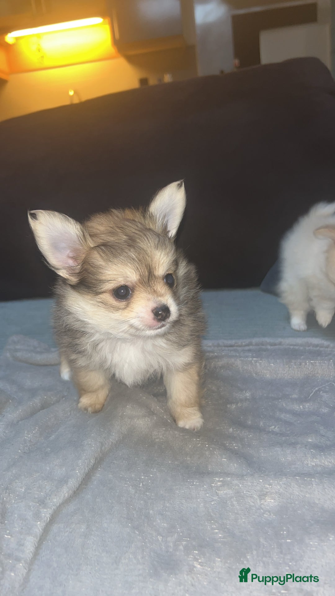 Pomchi honden te koop: 2 mooi pomchi’s te koop( mannelijke  - Advertentie 8