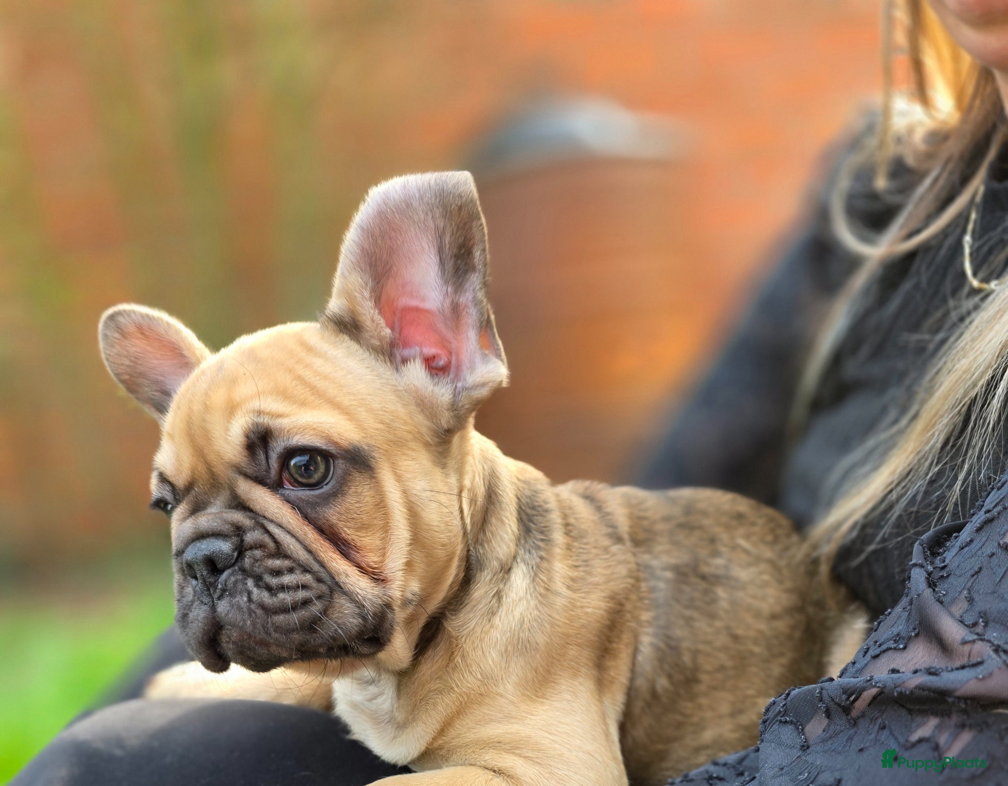 Franse Bulldog honden Nog 1 Mooie franse bulldog pup reutje - Advertentie 2