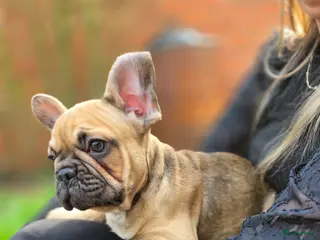 Franse Bulldog honden Nog 1 Mooie franse bulldog pup reutje - Advertentie 2