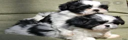 Shih Tzu honden te koop: Shihtzu te koop  - Advertentie 7