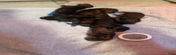 Ruwhaar Teckel honden te koop: 6 standaard ruwhaar teckel pups met stamboom  - Advertentie 4