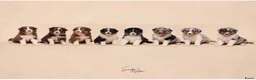 Australian Shepherd honden te koop: Australian shepherd pups ( nog 3 beschikbaar  - Advertentie 5