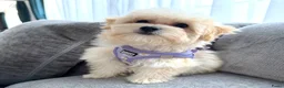 Maltipoo honden te koop: Mooie, kleine maltipoo teefjes  - Advertentie 9