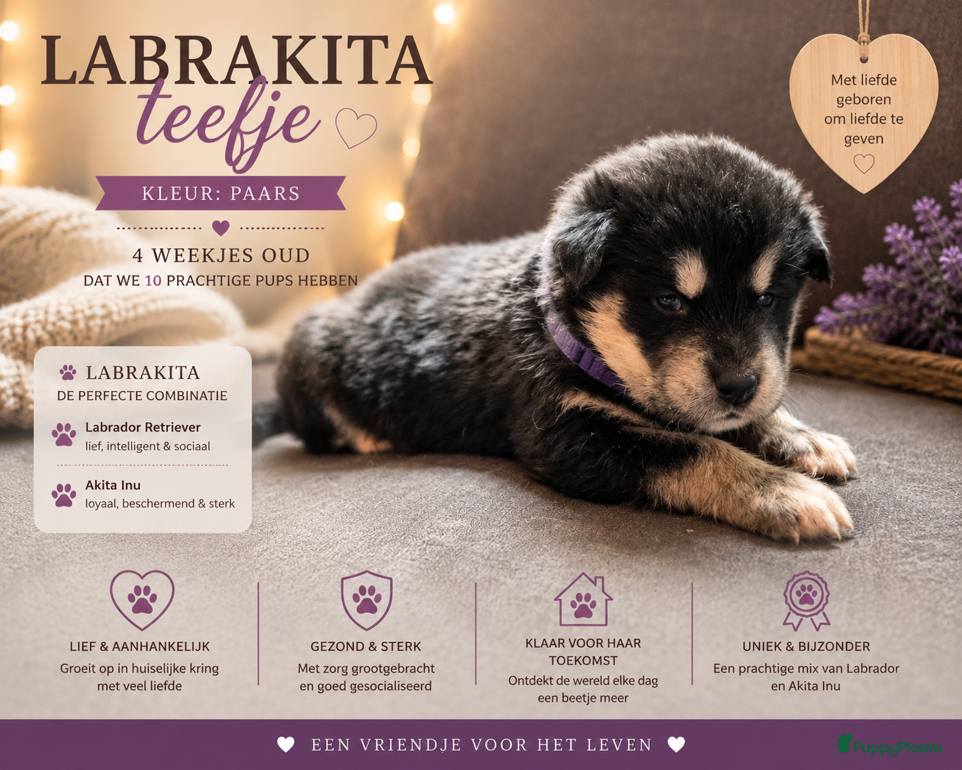 Kruising honden te koop: Labrakita pups (Labrador x Akita) Loyaal & speels - Advertentie 21