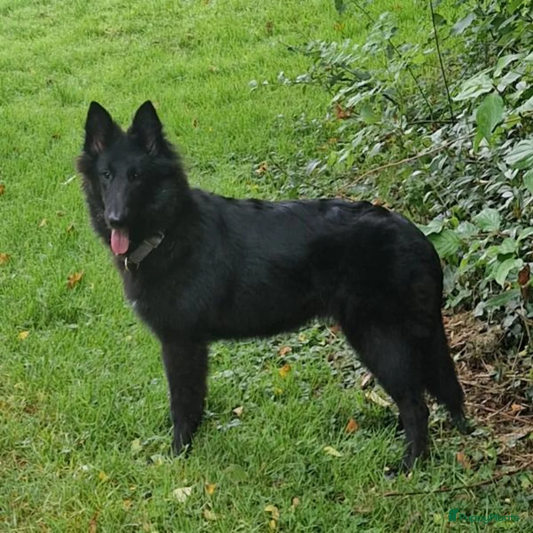 Galerij afbeelding {{count}}