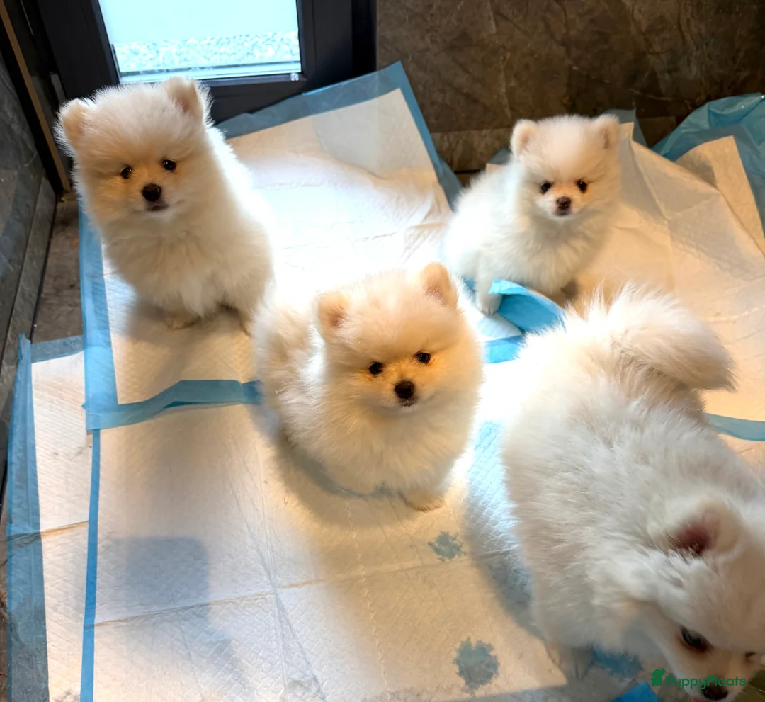 Pomeriaan honden te koop: Prachtige raszuivere pomeriaan pomeranian pups - Advertentie 12