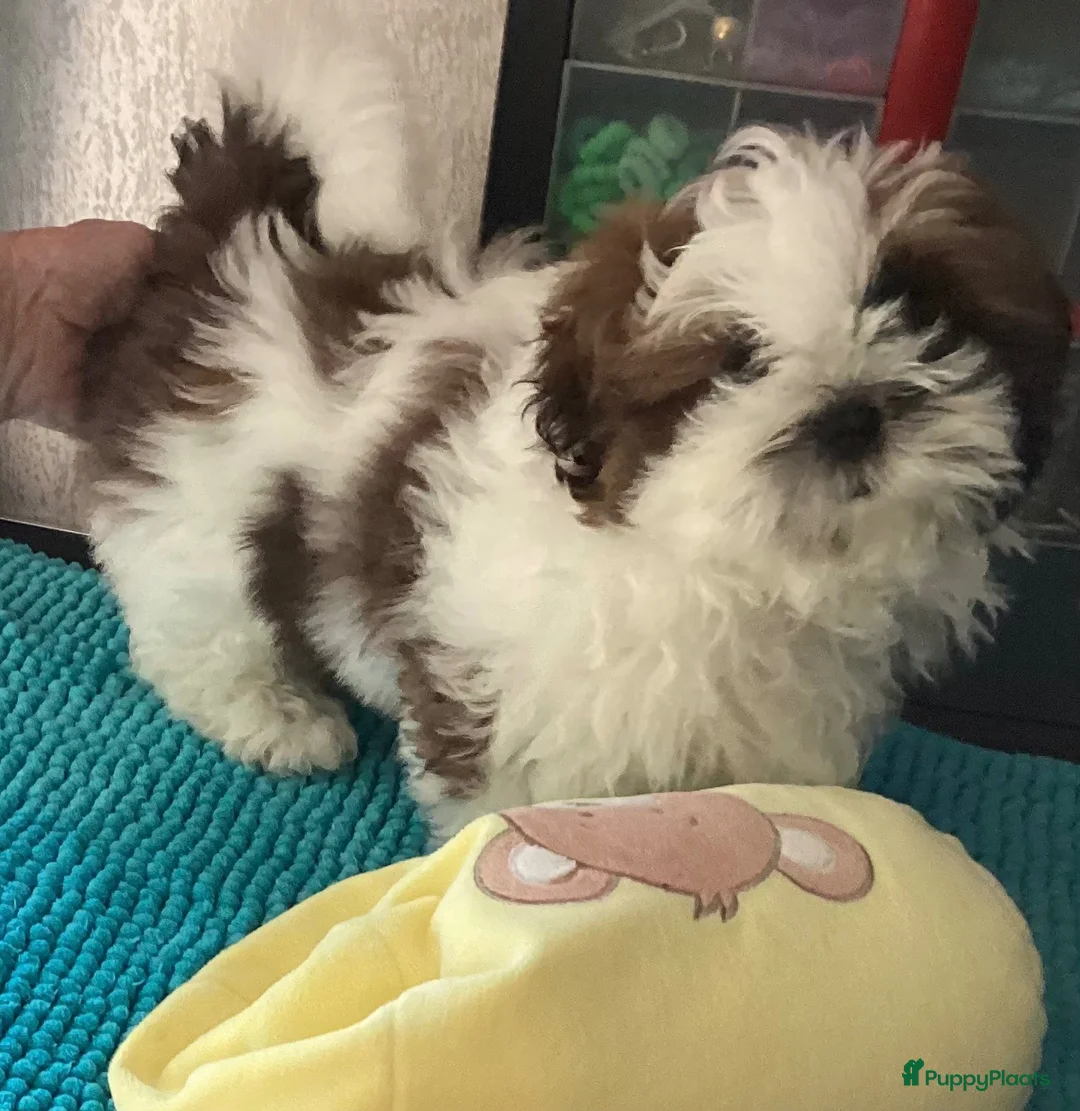 Shih Tzu honden te koop: Te koop teefje Shih tzu - Advertentie 5