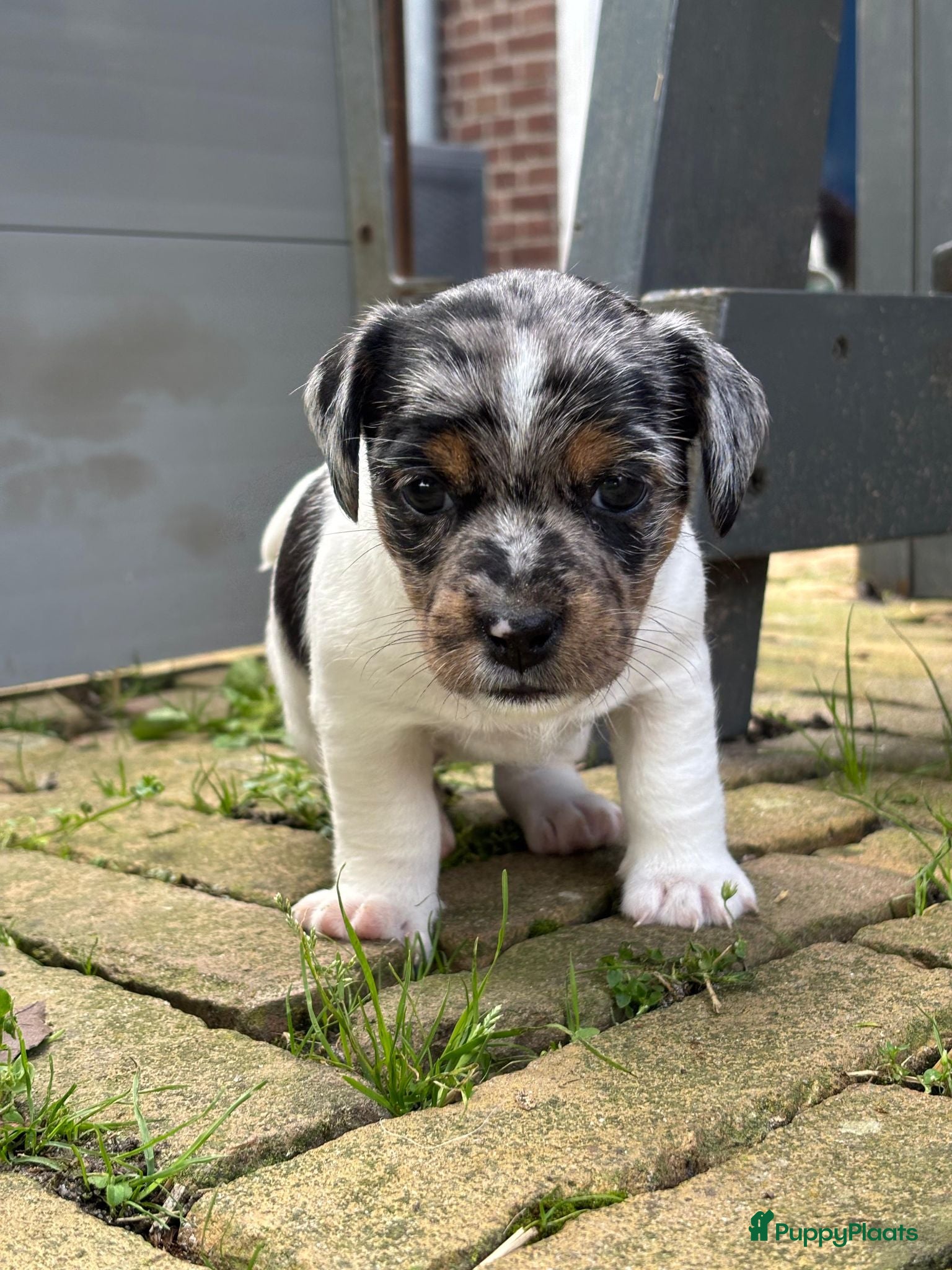 Jack Russel Terriër honden Brokencoat Merle Jackies - Advertentie 2