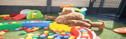 Kruising honden te koop: Prachtig mini Australian labradoodle pupjes - Advertentie 25