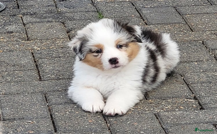 Australian Shepherd honden - Advertentie 7