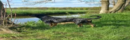 Rottweiler honden te koop: Super lieve sociale puppy's  - Advertentie 4
