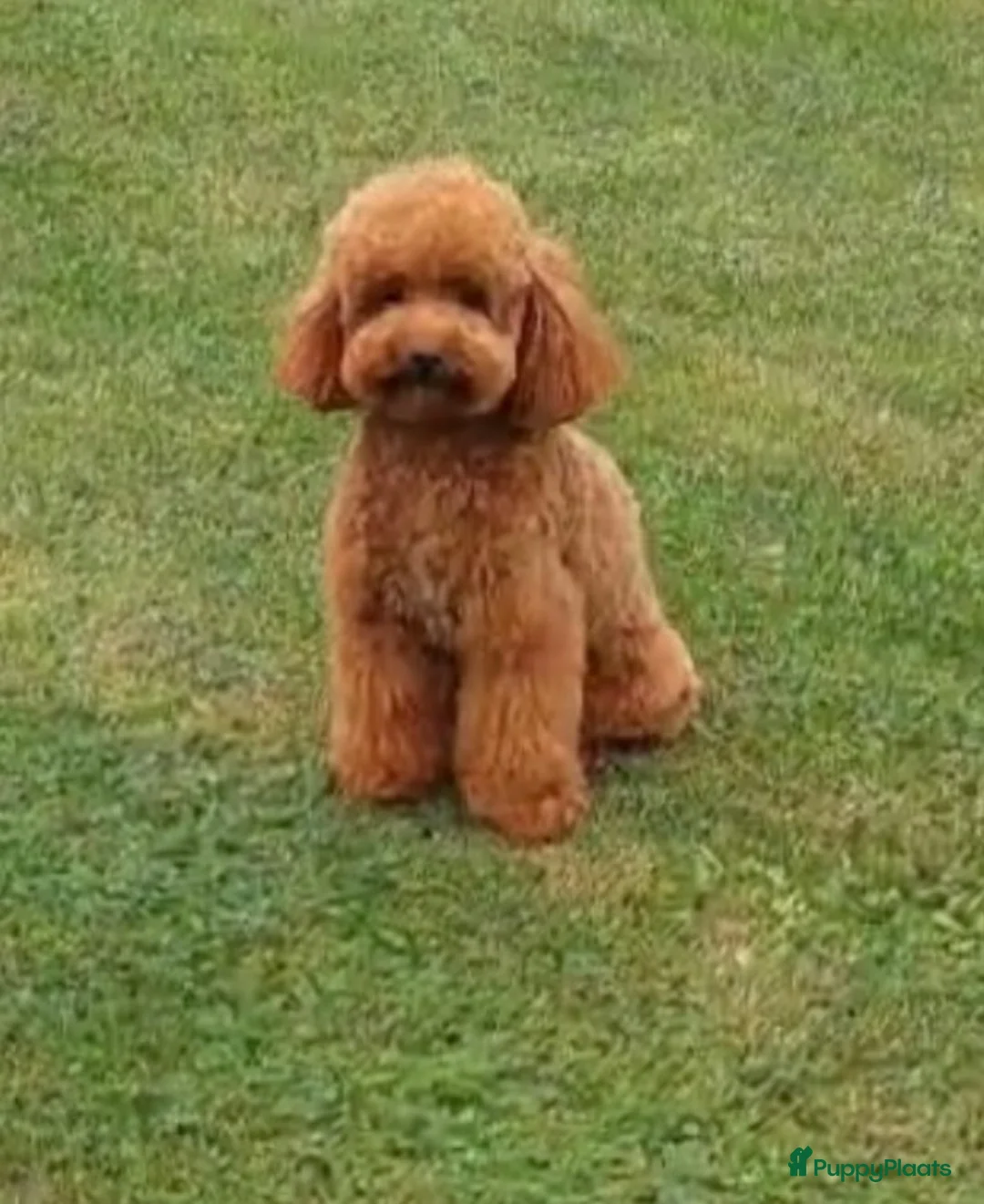 Maltipoo honden te koop: Prachtige maltipoo pups  - Advertentie 12