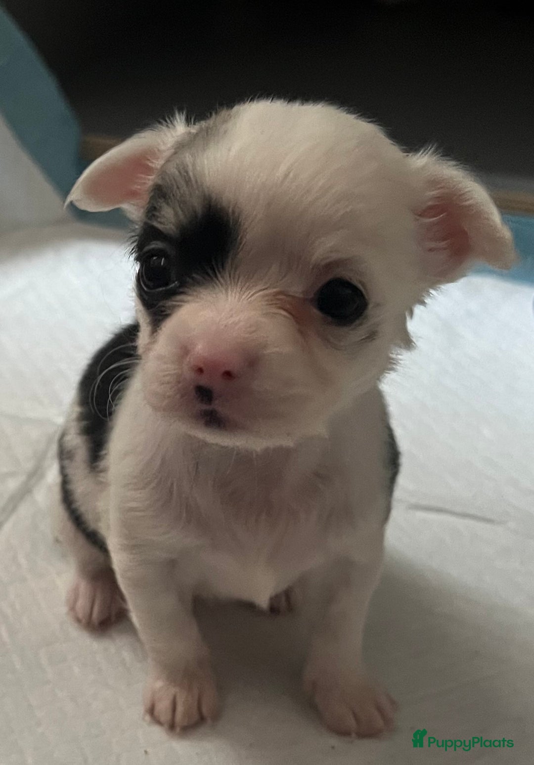 Chihuahua honden te koop: Mooie en lieve langhaar chihuahua. - Advertentie 2