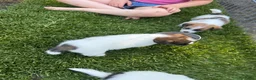 Jack Russel Terriër honden te koop: Jack Russel pups te koop met stamboom - Advertentie 4