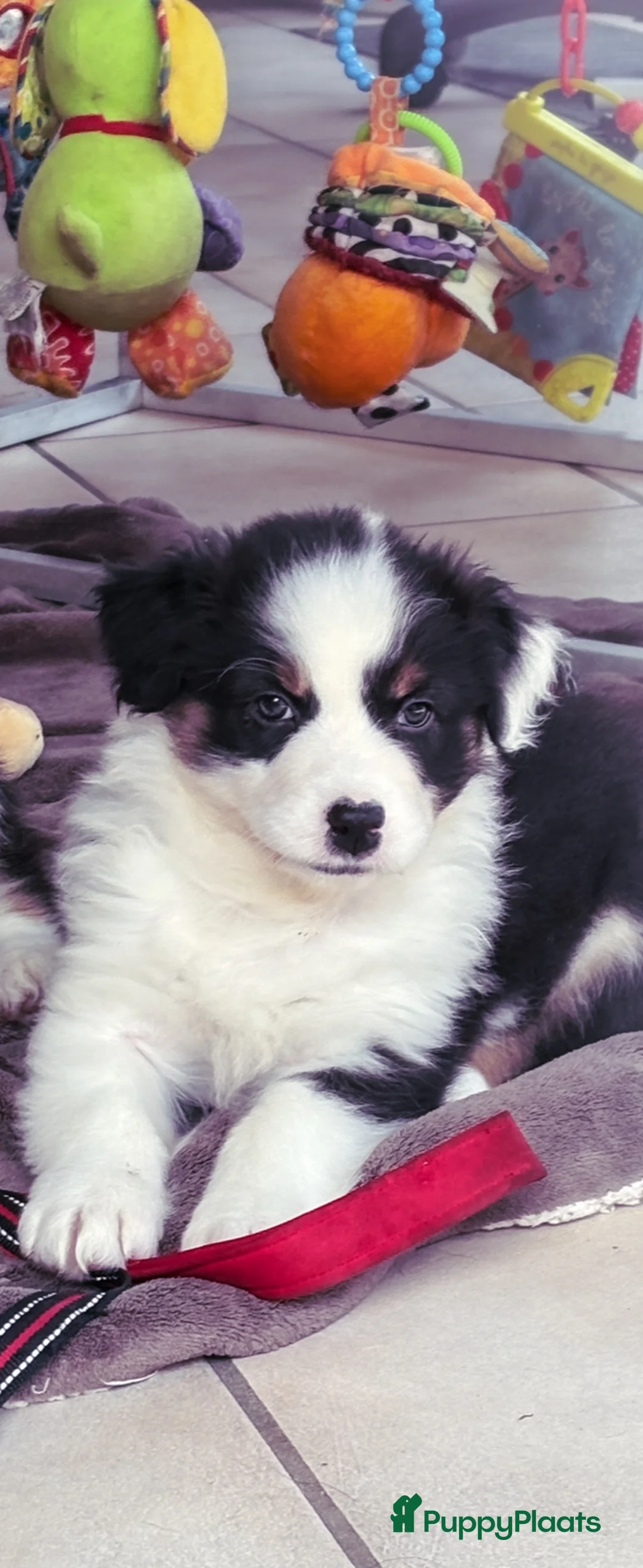 Australian Shepherd honden te koop: Australian shepherd meisje - Advertentie 2