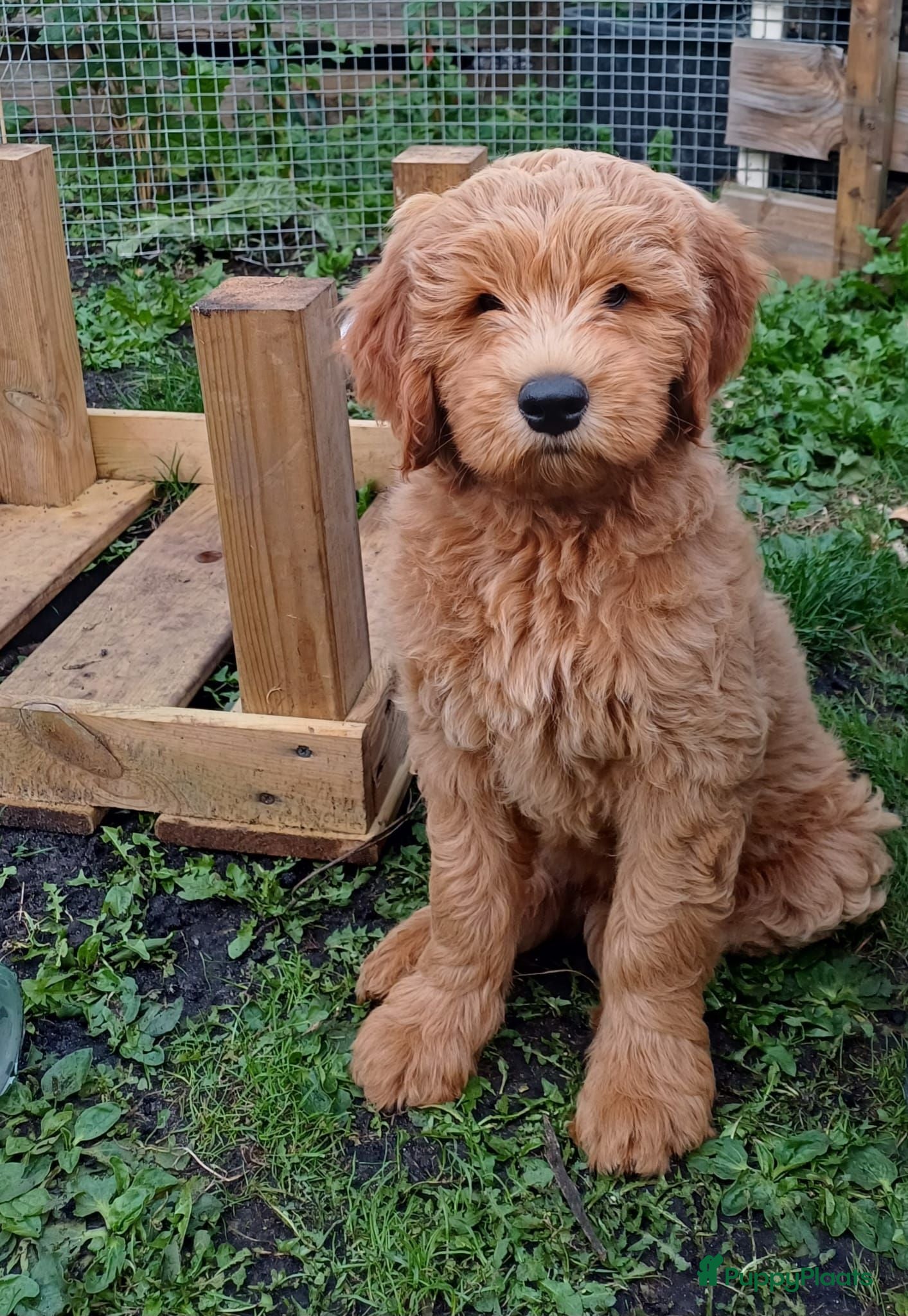 Kruising honden Labradoodle  - Advertentie 13