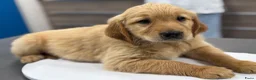 Golden Retriever honden te koop: Nog 1 reutje beschikbaar  - Advertentie 2
