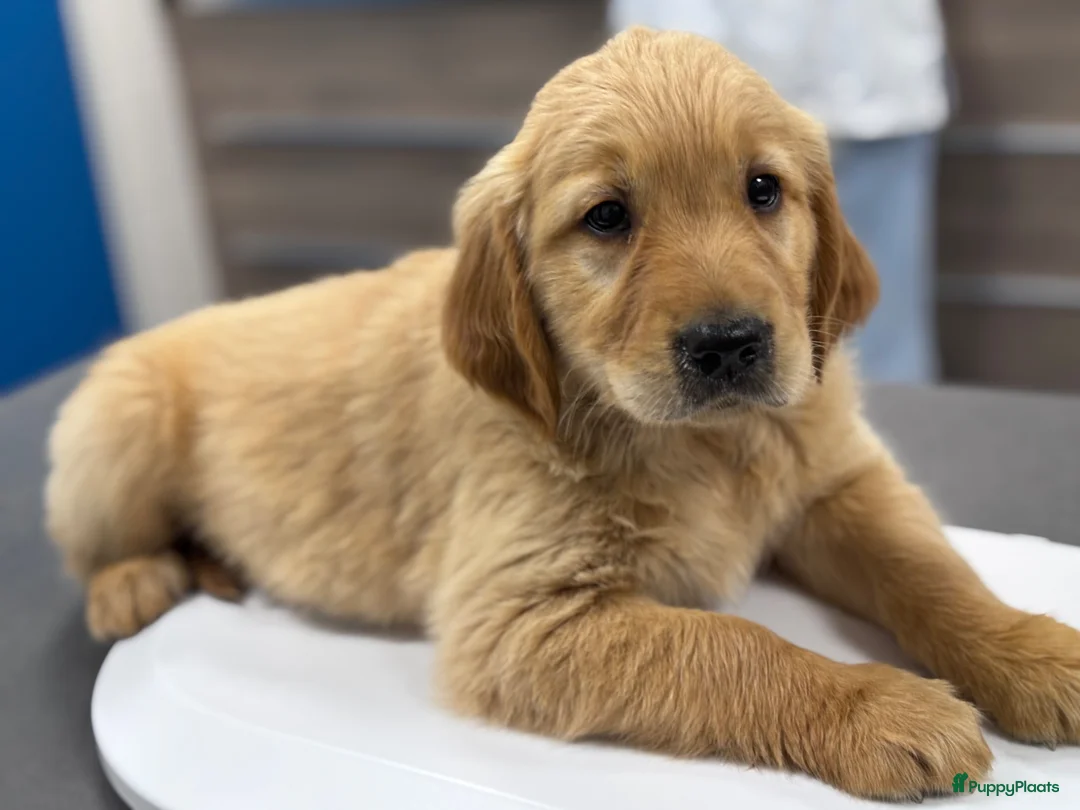 Golden Retriever honden te koop: Nog 1 reutje beschikbaar  - Advertentie 2