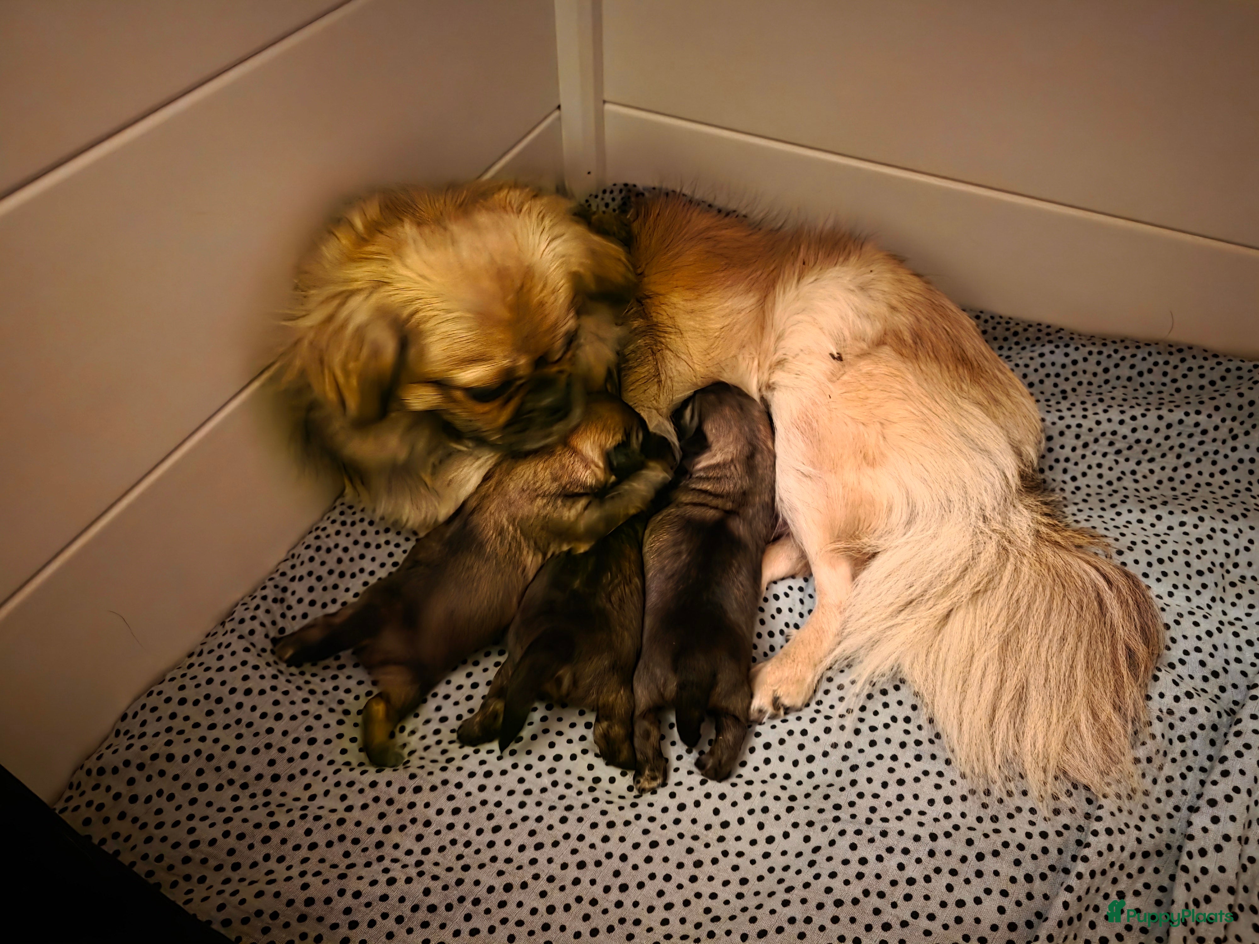 Tibetaanse Spaniel honden Tibetaanse spaniel pups beschikbaar (Groningen) - Advertentie 4