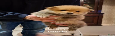 Pomeriaan Puppy 5