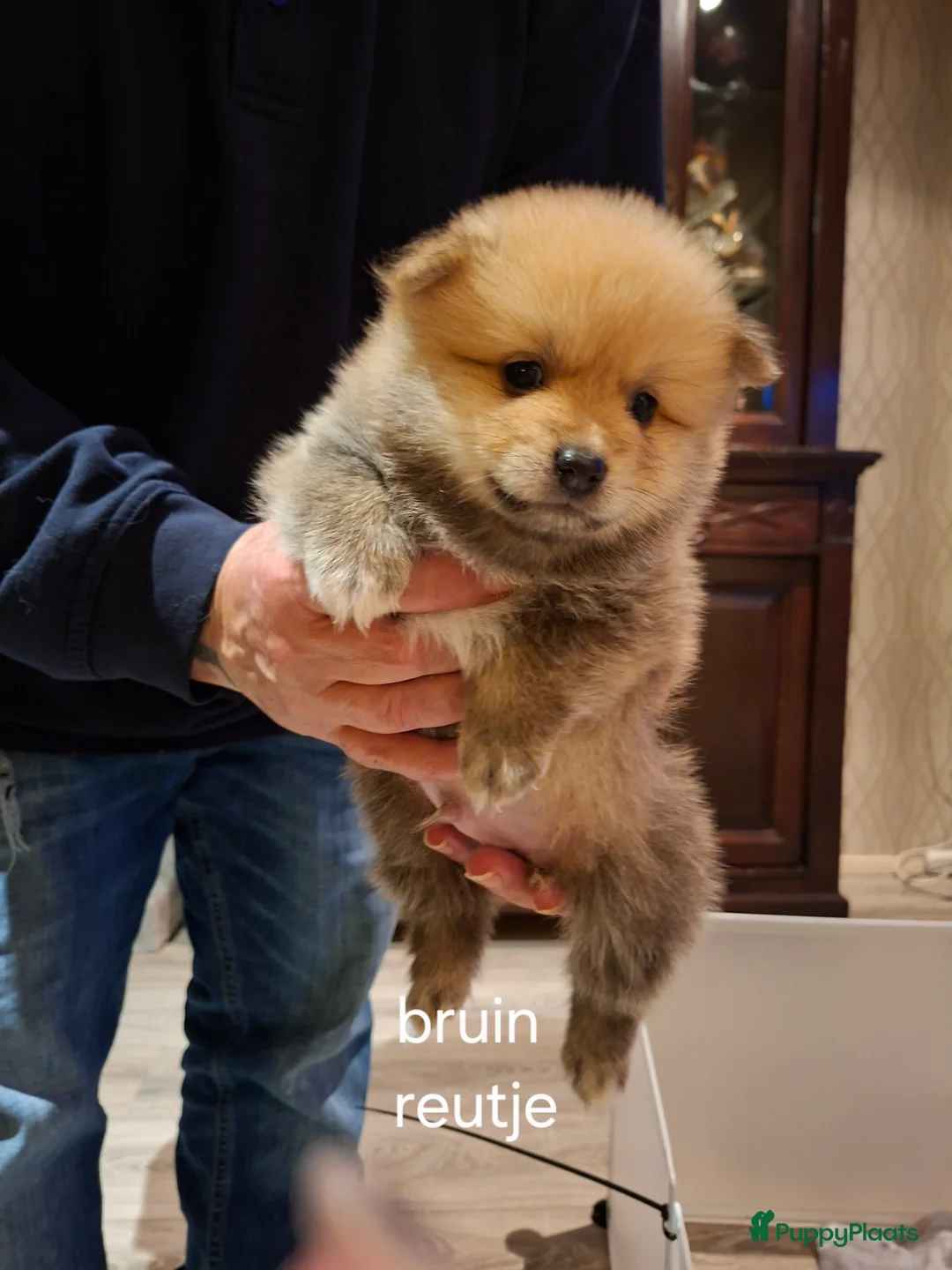 Pomeriaan honden te koop: Mooie pomeriaan  - Advertentie 5