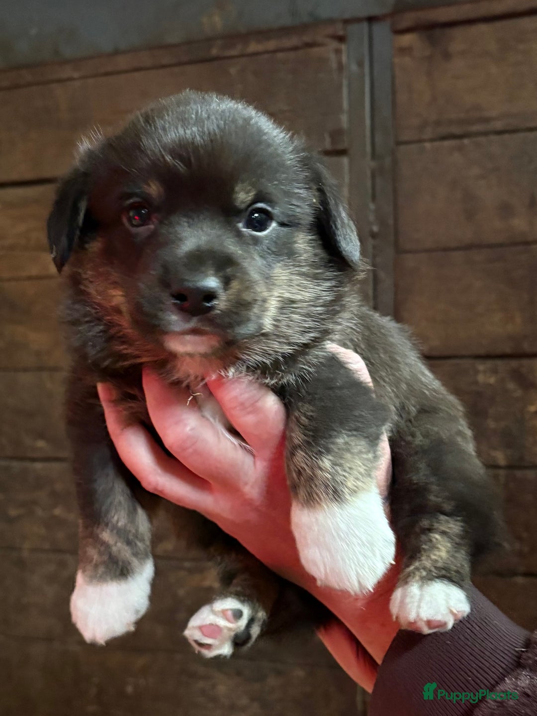 Welsh Corgi Cardigan honden te koop: Welsh Corgi Cardigan pups - Advertentie 5