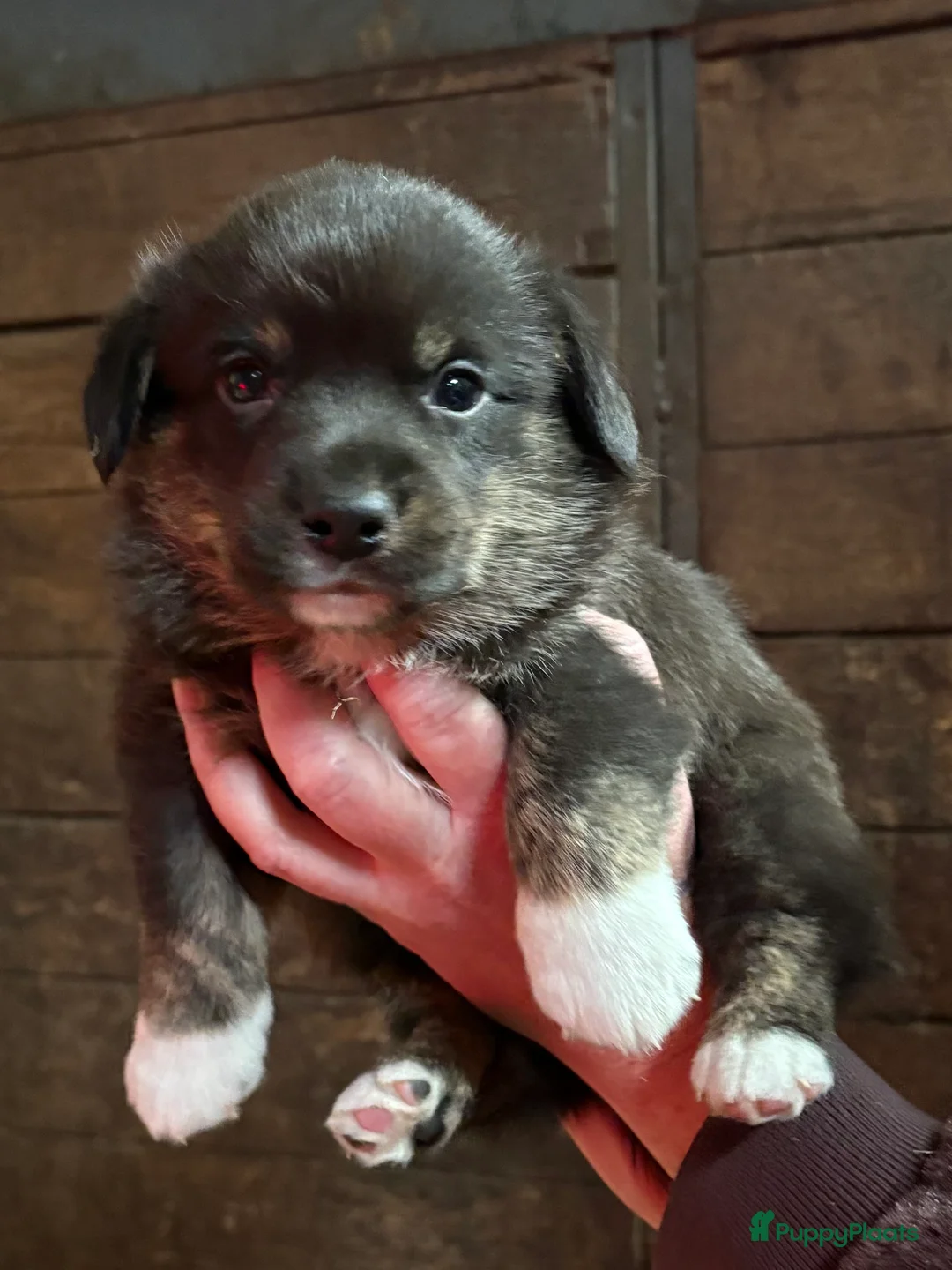 Welsh Corgi Cardigan honden te koop: Welsh Corgi Cardigan pups - Advertentie 5